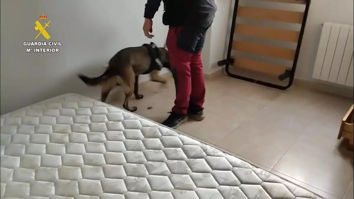 Desarticulada una organización criminal que contaba con más de 10.000 plantas de marihuana en Segovia, Madrid y Toledo