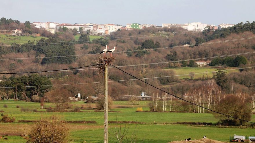 Silleda, a meca das cegoñas en Deza