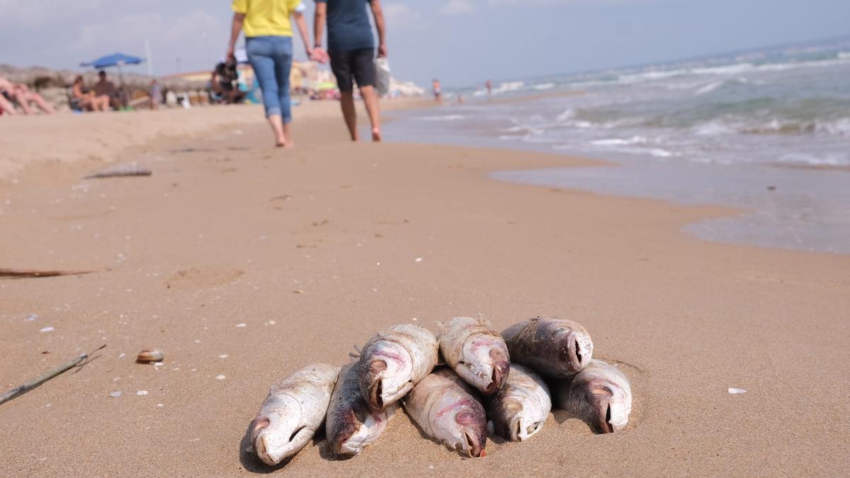 Preocupación en Guardamar ante la aparición de peces muertos