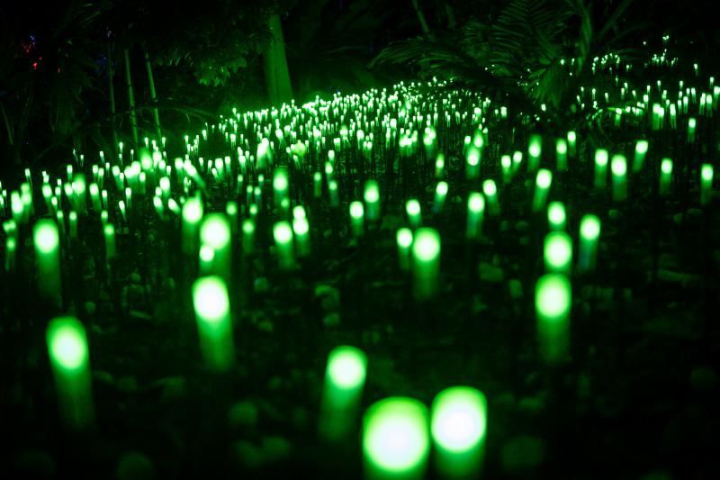 'Naturaleza Encendida'  en el Palmetum (Santa Cruz de Tenerife)