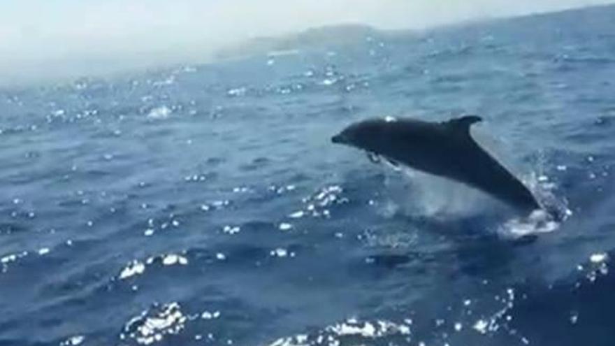 Medio Ambiente censará  desde el aire los cetáceos  en el litoral valenciano