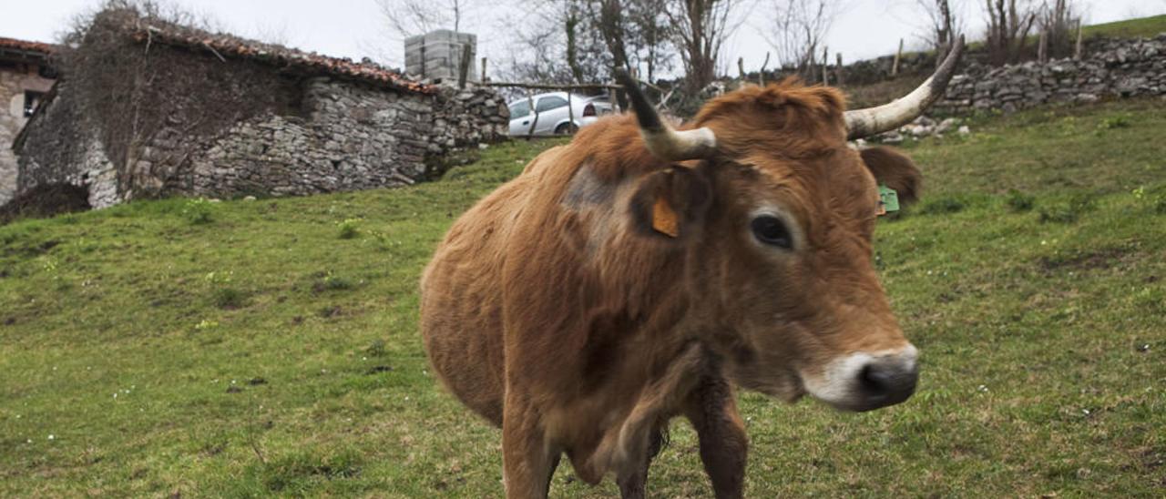 &quot;Unos piensan en tirar la toalla, otros ni en cogerla&quot;, dicen los ganaderos de los Picos