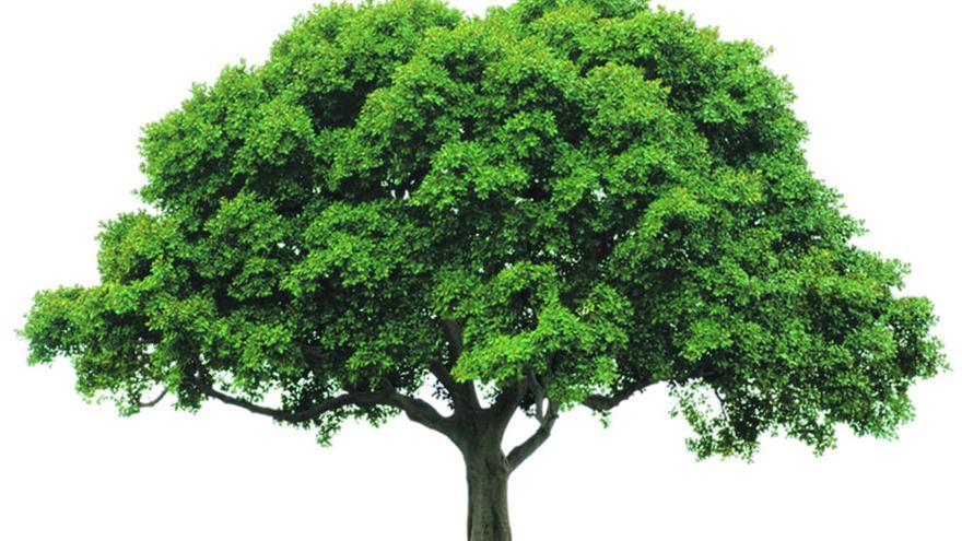 Dañar un árbol protegido puede costar hasta 250.000 euros