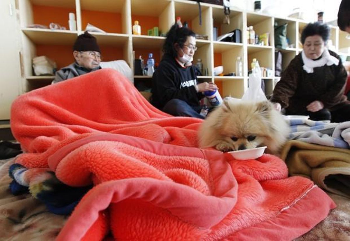 Una família i el seu gos es refugien al centre d’evacuació per a mascotes i els seus propietaris, a prop de Kesennuma.