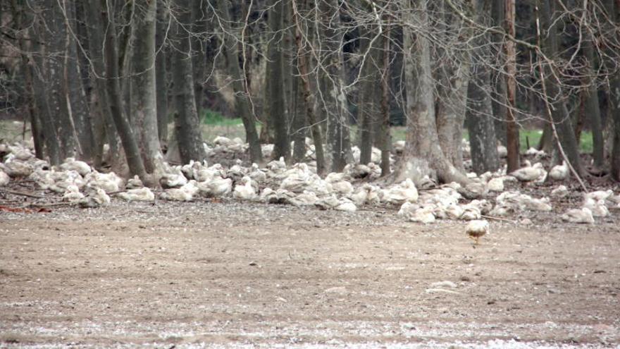 Reobren cinc de les nou explotacions d&#039;ànecs afectades per la grip aviària