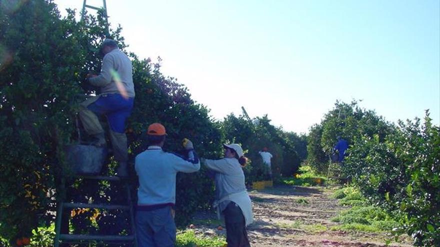 La producción de naranja será este año un 4,9% menor que la anterior