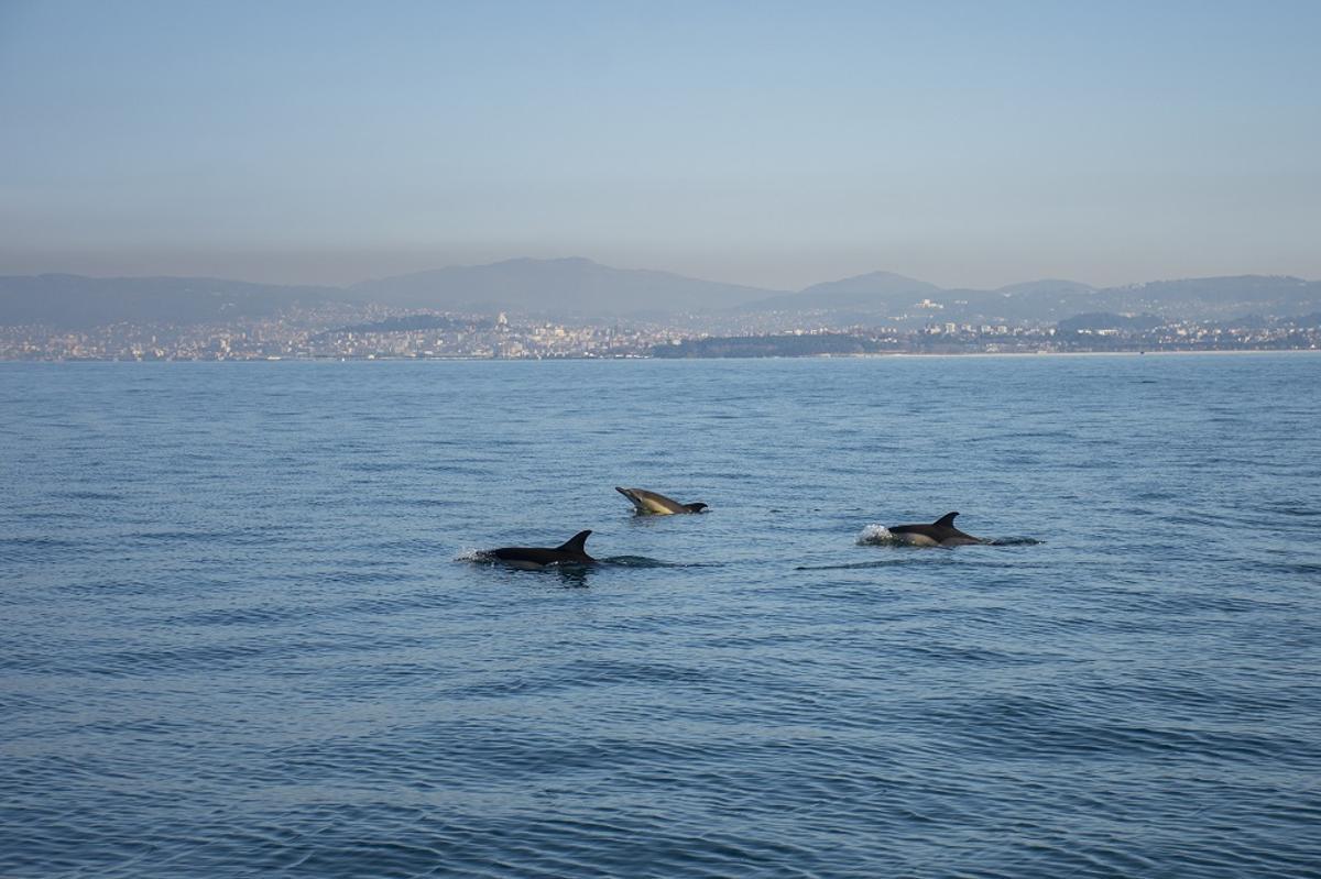 Manada de delfines comunes en la Ría de Vigo.