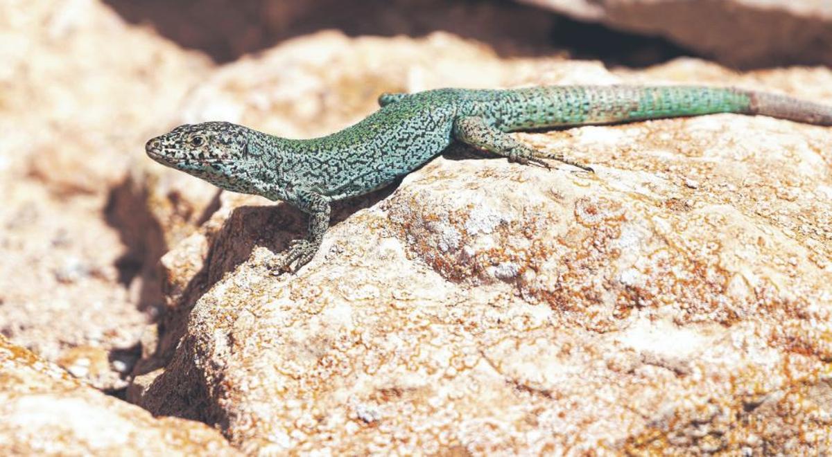 Sargantana fotografiada el pasado 21 de junio en una visita a sa Conillera con el Servei d'Educacio  Ambiental del Ibanat.