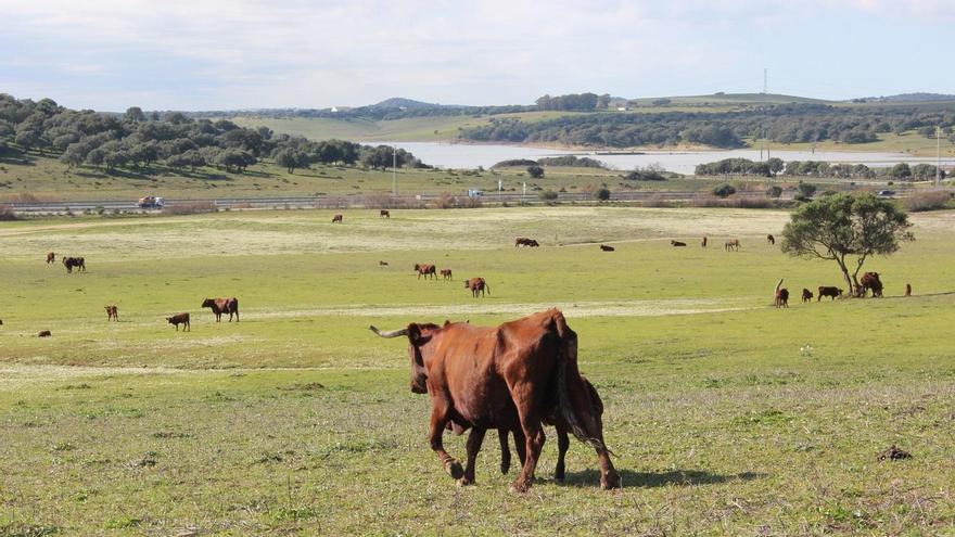 La Junta de Andalucía autoriza la alimentación convencional del ganado ecológico por la sequía