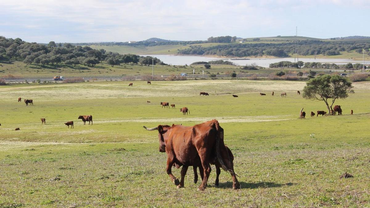 La medida intenta paliar la falta de pasto para alimentar al ganado.