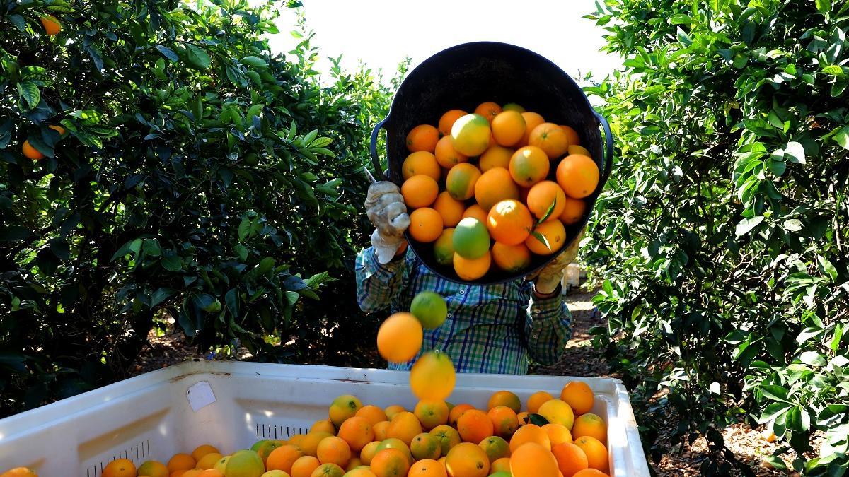 Recolección de naranjas en una finca de Palma del Río.