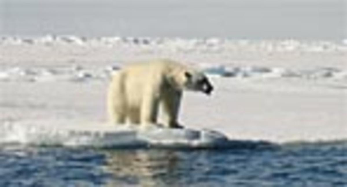 Un ós polar a l’Àrtic. Un ós polar a l’Àrtic.