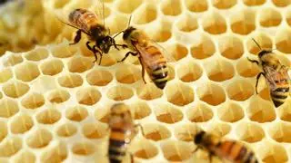 Descubren que las abejas no son tan individualistas: aprenden a ayudarse para sobrevivir
