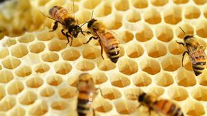 Las abejas pueden aprender a colaborar entre sí