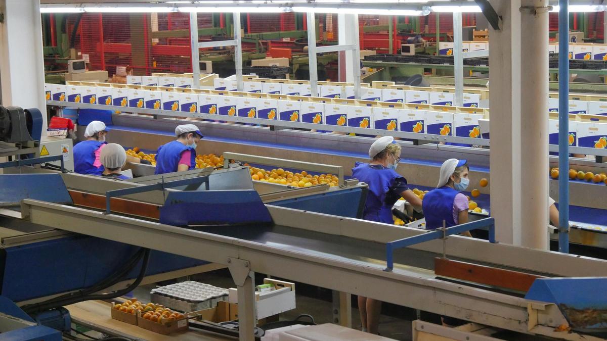 Almacén de manipulado de naranjas, en una imagen de archivo.