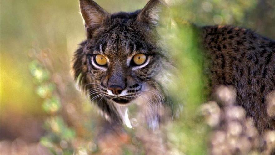 Escolares de Córdoba llaman &#039;Omeya&#039; a un lince ibérico que se liberará en el Guadalmellato