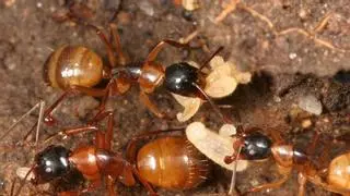 Las hormigas carpinteras cuentan con "cirujanas" que amputan las extremidades heridas
