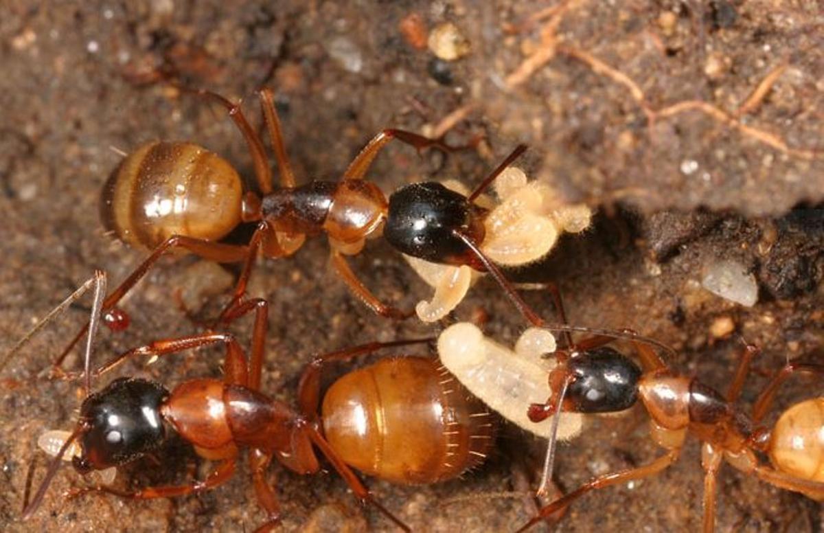 Las hormigas carpinteras de Florida parece que utilizan únicamente medios mecánicos para tratar a sus compañeras.