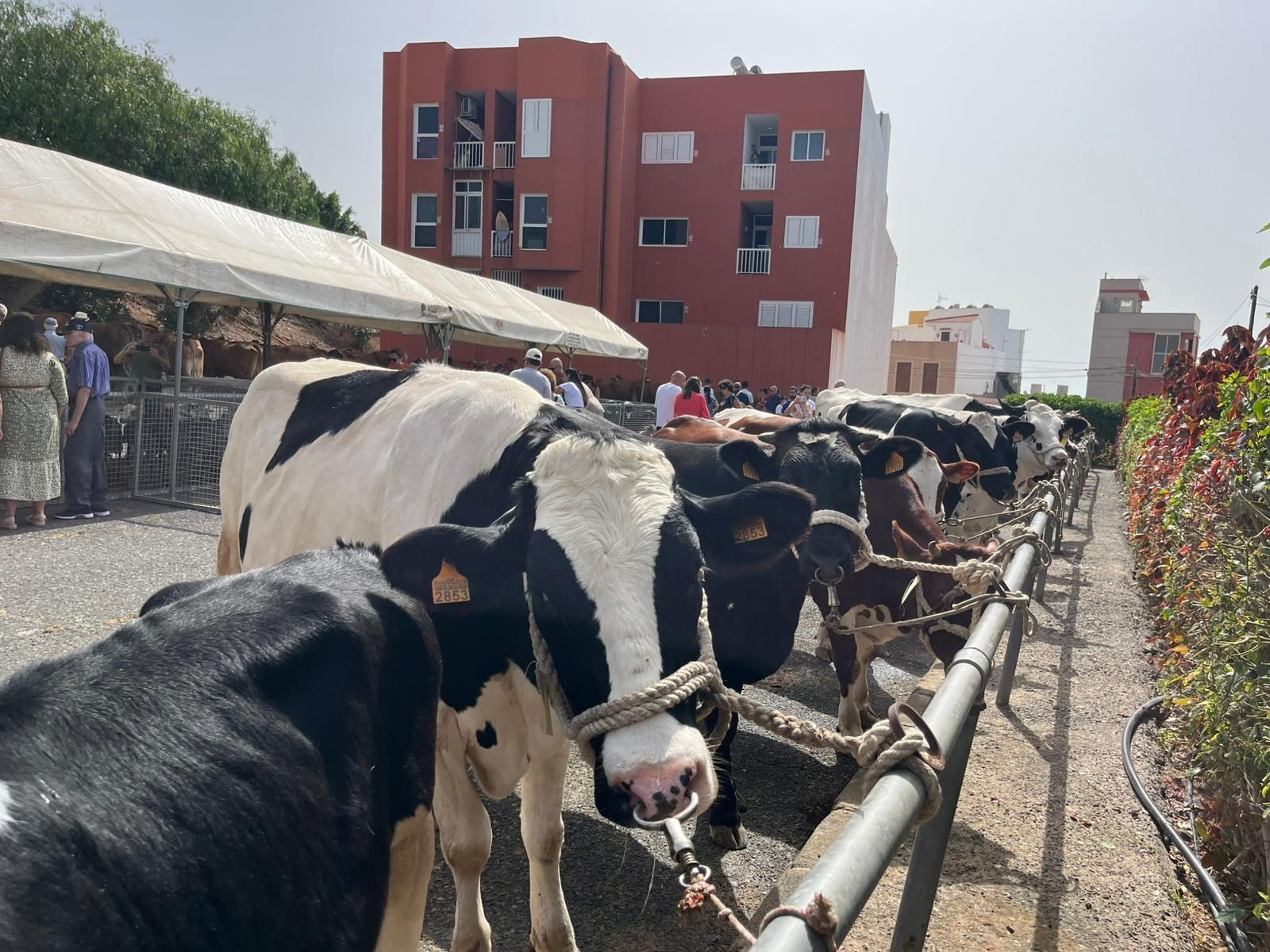 El calor cancela actos en las fiestas en honor a San Pedro y San Pablo de Ingenio