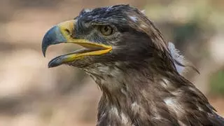 El eclipse solar hará creer a muchas aves que ha llegado la noche: dejarán de cantar y buscarán refugio