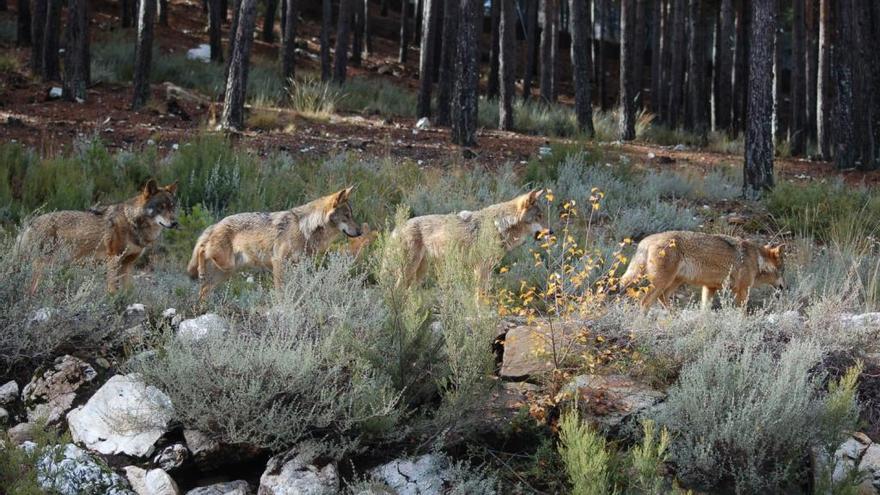 Ejemplares de lobo ibérico.