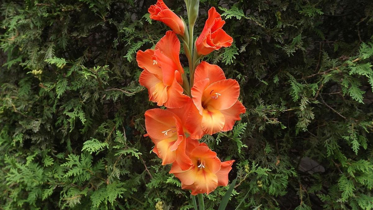 ¡Gladiolos en maceta: la guía definitiva! Aprende a cultivar y cuidar estas deslumbrantes flores en tu hogar
