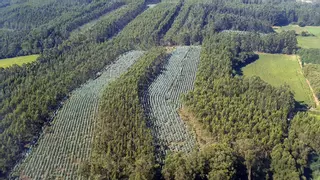 Sobre a moratoria-trampa ás novas plantacións de eucalipto en Galicia
