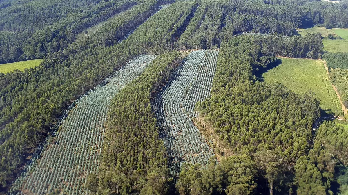 La Xunta mantiene la prohibición de realizar nuevas plantaciones de eucalipto hasta 2030, pero de forma más flexible