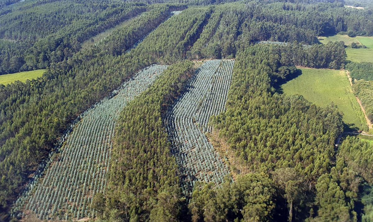 Plantación de eucaliptos