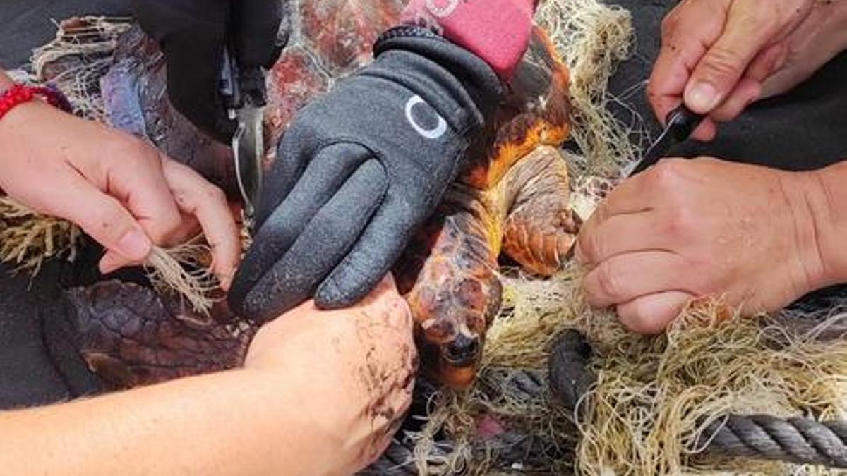 Una tortuga atrapada en redes, en la playa del Roque de Las Bodegas.