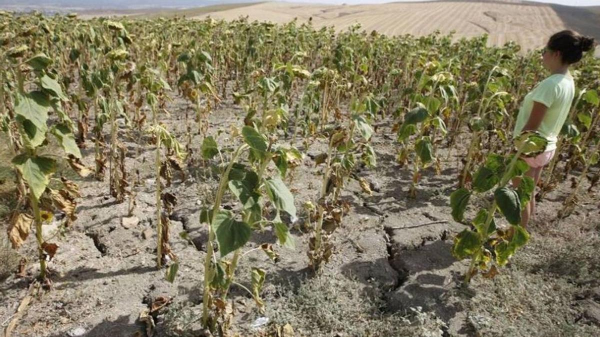 Daños provocados por la sequía en una explotación de girasol en Córdoba. El aseguramiento es muy importante para contrarrestar la adversidad meteorológica.