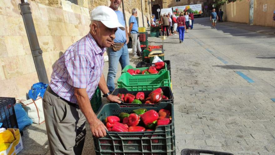 Benavente: Las lluvias arrasan más de la mitad del pimiento morrón, pero no merma calidad