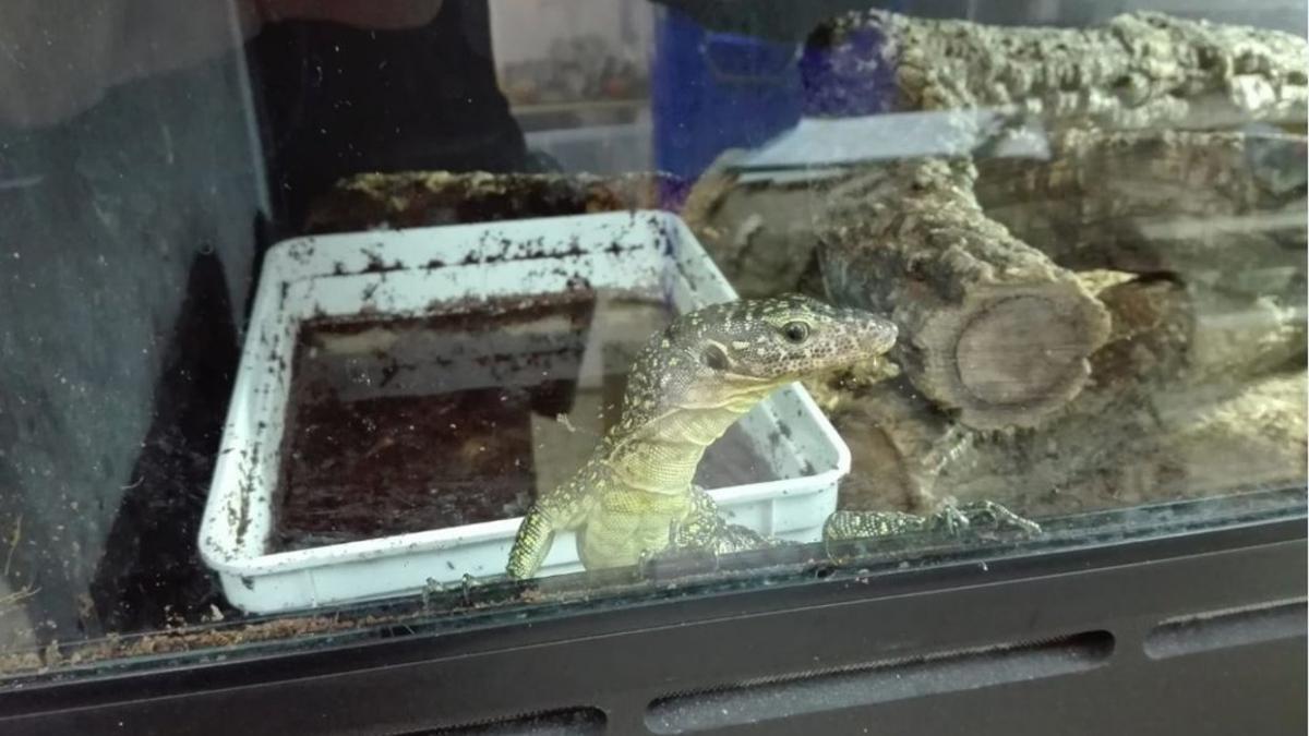 Animales exóticos ilegales en una tienda de Parets.