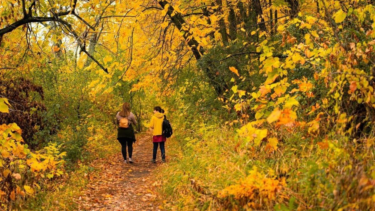 Una ruta por el Hayedo de Montejo, una de las propuestas.