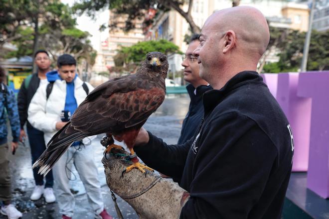 Suelta de un halcón en Santa Cruz para controlar a las palomas