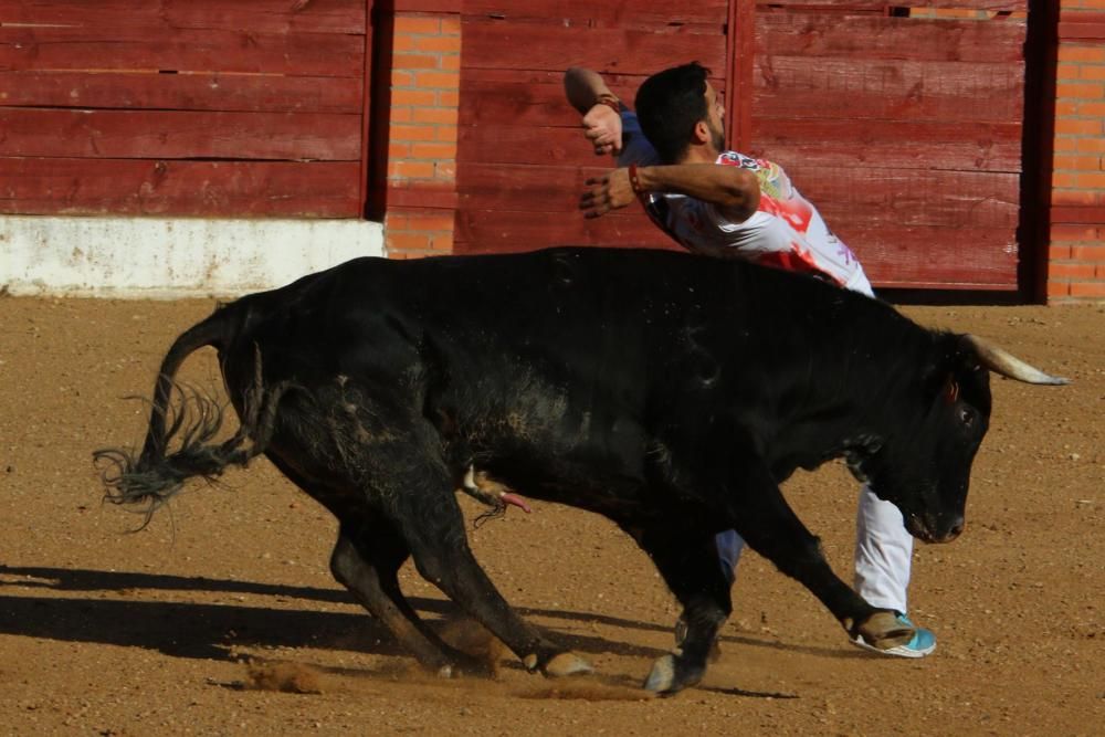 Concurso de cortes en Fuentesaúco.