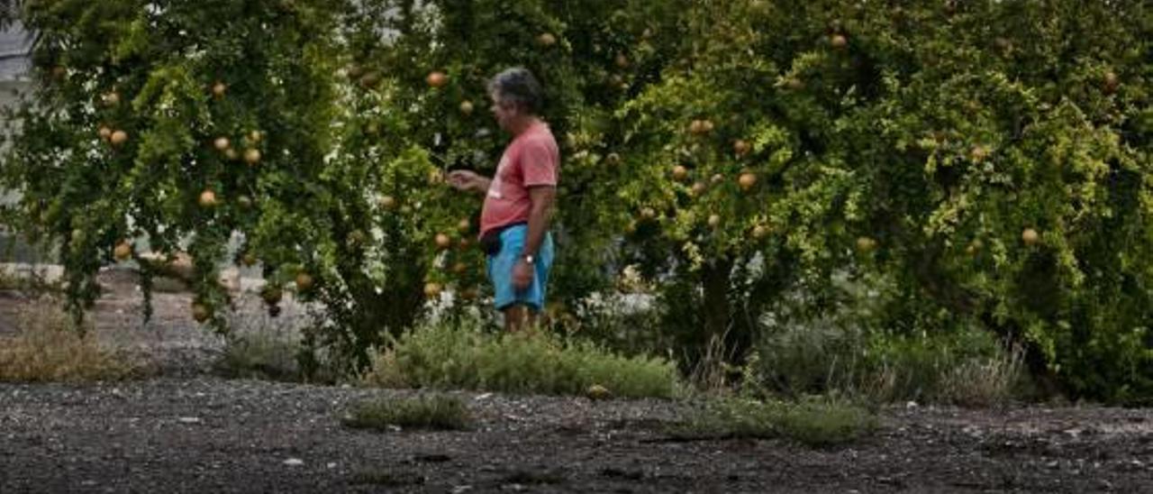 Los altos costes de producción y la sequía lastran las ganancias de los agricultores