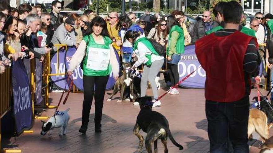 La pasarela de perros logra la adopción de 14 canes