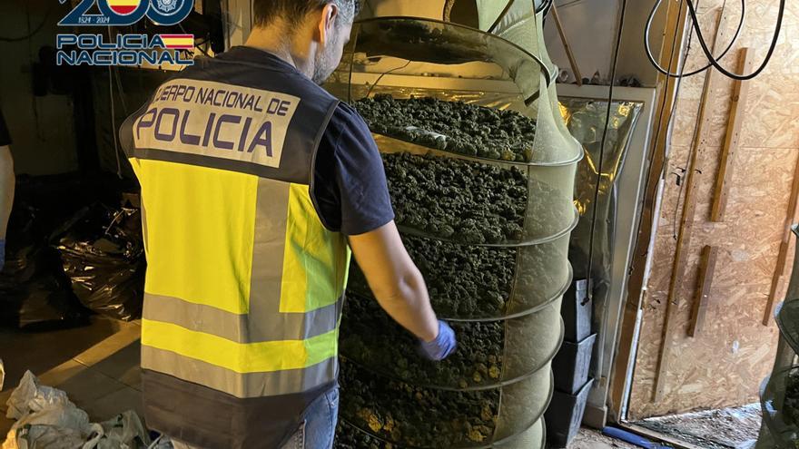 Incautan casi 400 plantas de marihuana en el sótano de una vivienda de la playa de Gandia