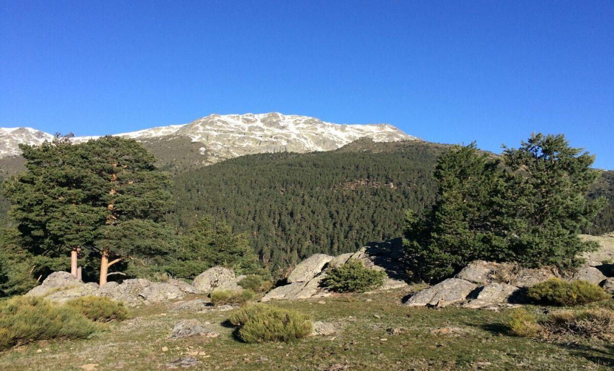 El Gobierno compra 2.000 hectáreas de pino silvestre en la Sierra de Guadarrama