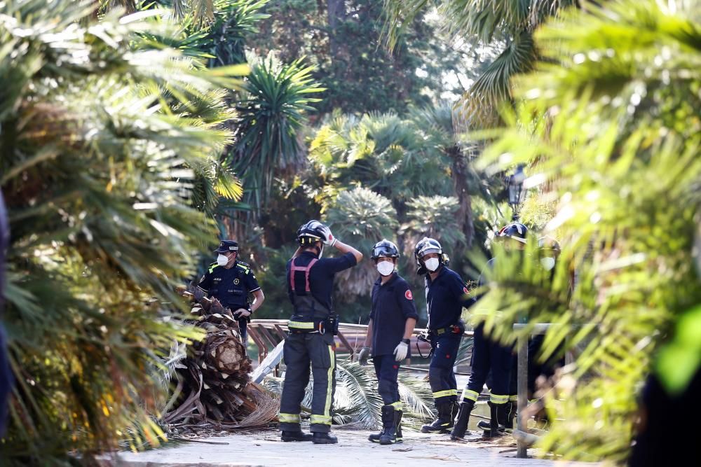 Un mort per la caiguda d'una palmera a Barcelona