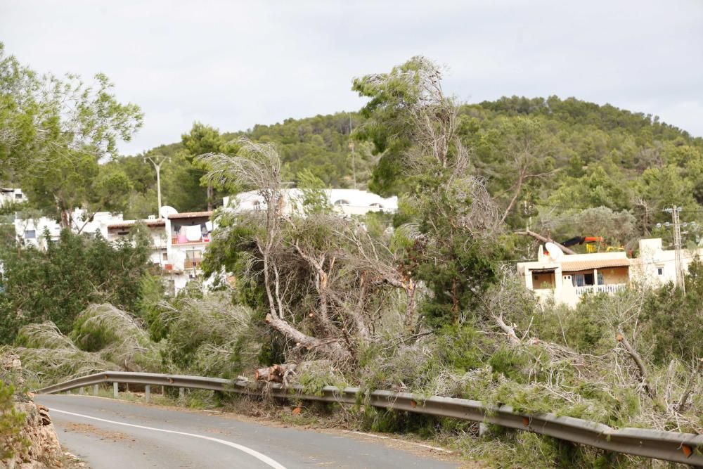 El viento entró por ses Variades y se cebó sobre todo en las zonas de Cala Gració y Can Coix hasta disiparse ya cerca de Santa Agnès