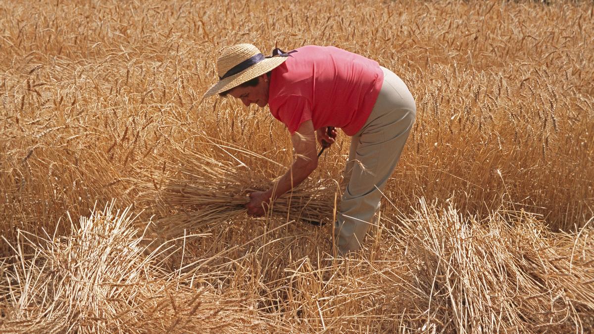 Una agricultora treballa en un camp de blat en una fotografia d'arxiu.