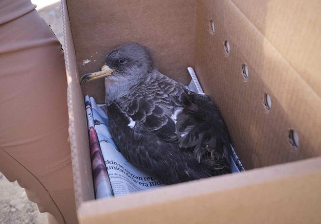Liberación de una pardela cenicienta recuperada en la campaña de protección 2021