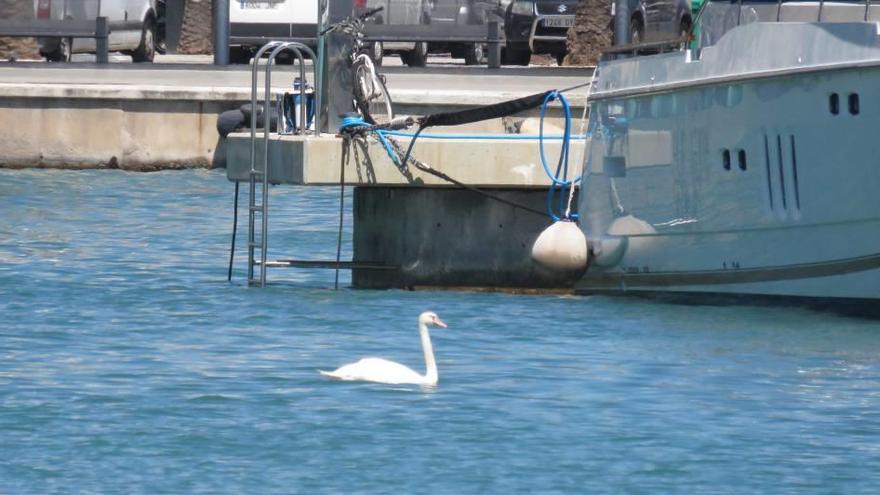 Un cisne de origen desconocido se pasea por el puerto de Palma