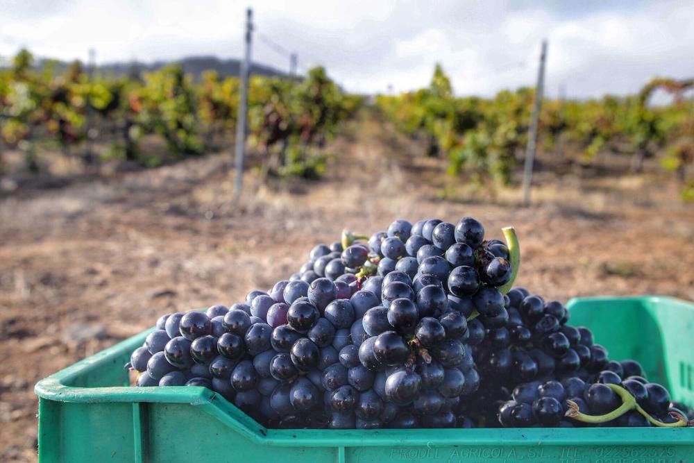 Comienzo de la vendimia 2019 en Tenerife