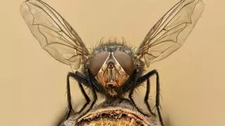 El repelente natural para combatir la mordida de la mosca negra