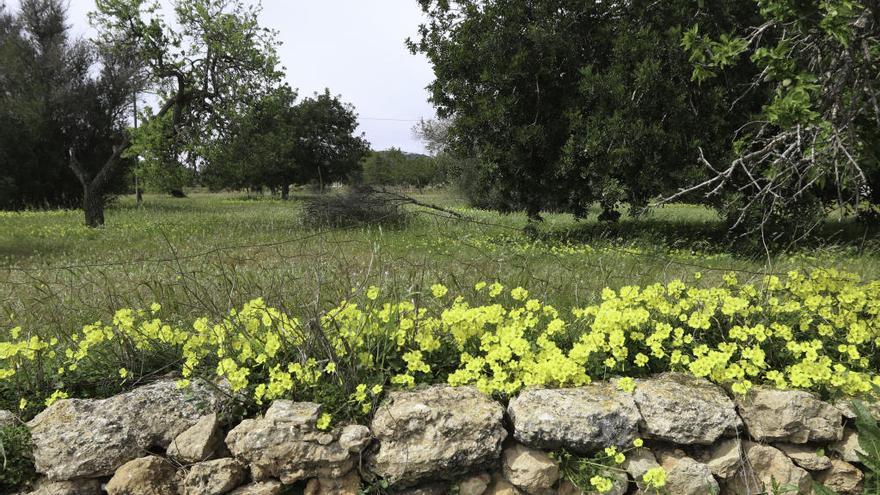 Campo en primavera.