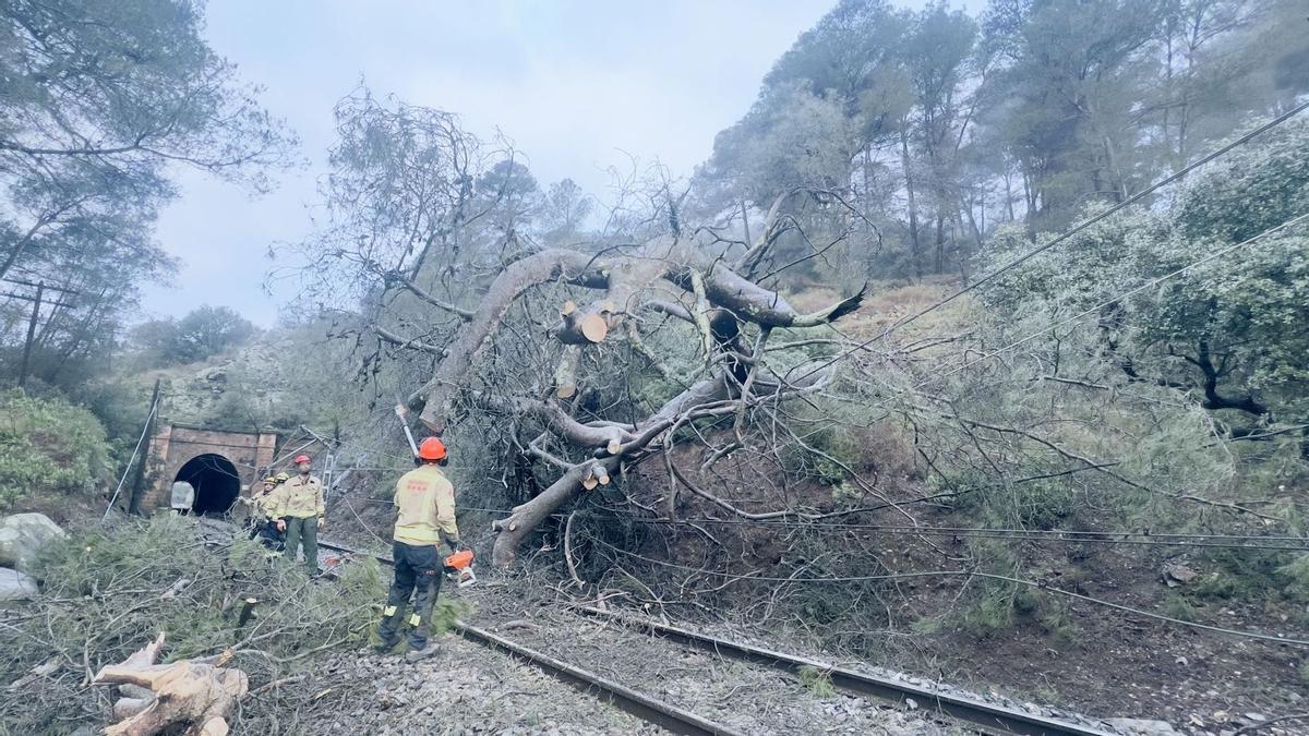 Un árbol de grandes dimensiones en la vía de tren de l'Argentera el 21 de enero de 2026