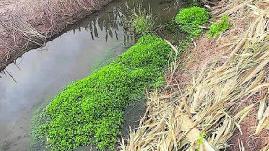 La planta que ha eliminado Alfafar en la acequia. | A. A.